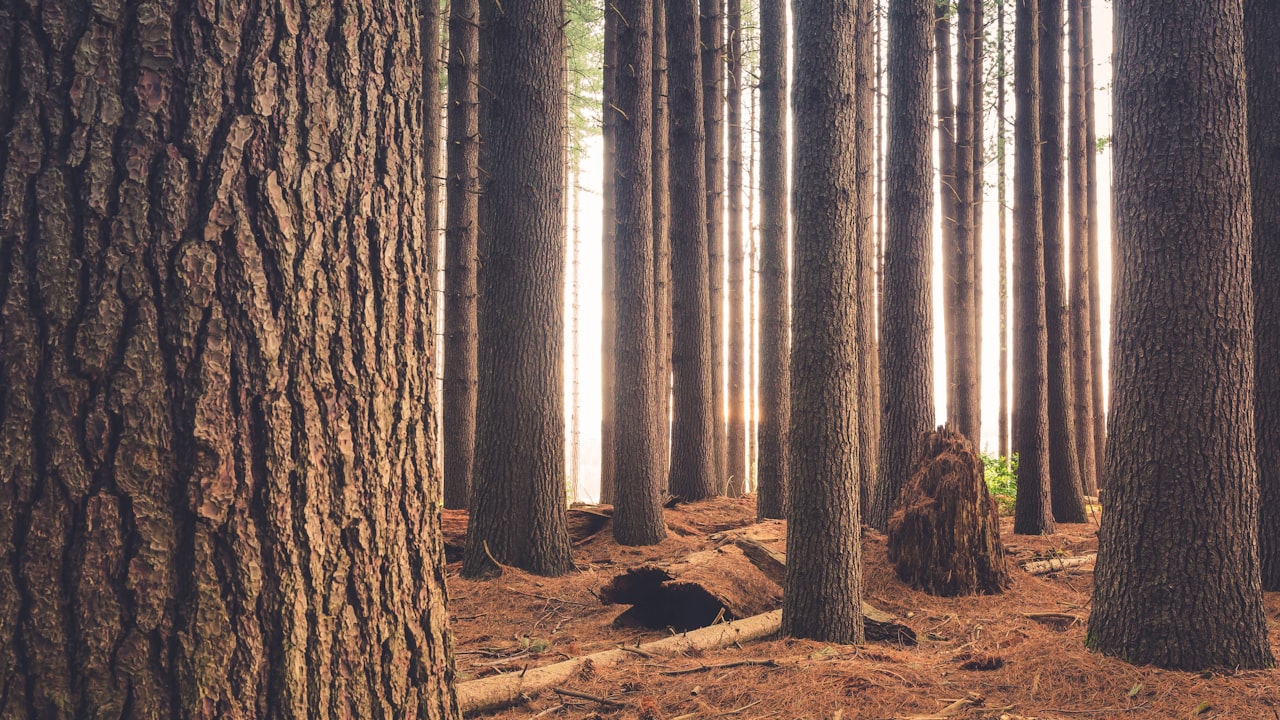 Four must-know points about wood pellets